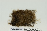 藏品(懸苔屬)的圖片